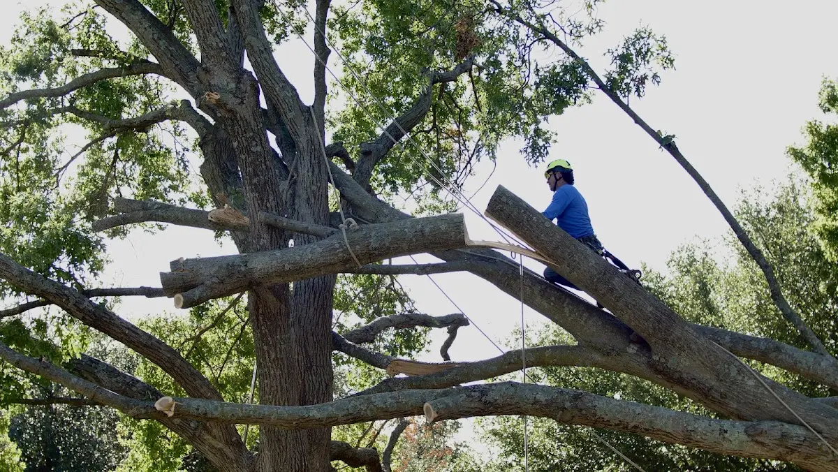 Professional Crown Thinning performed by certified arborists in Plainwell